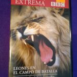 Leones en el campo de batalla